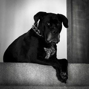 Meet your Posher, Monique